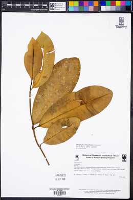 Calophyllum antillanum image