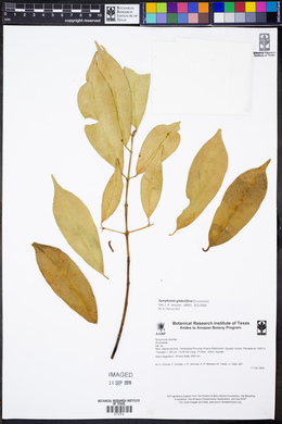 Symphonia globulifera image