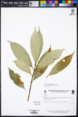 Symphonia globulifera image