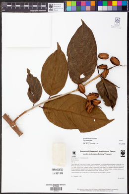 Combretum assimile image