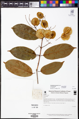 Combretum gracile image