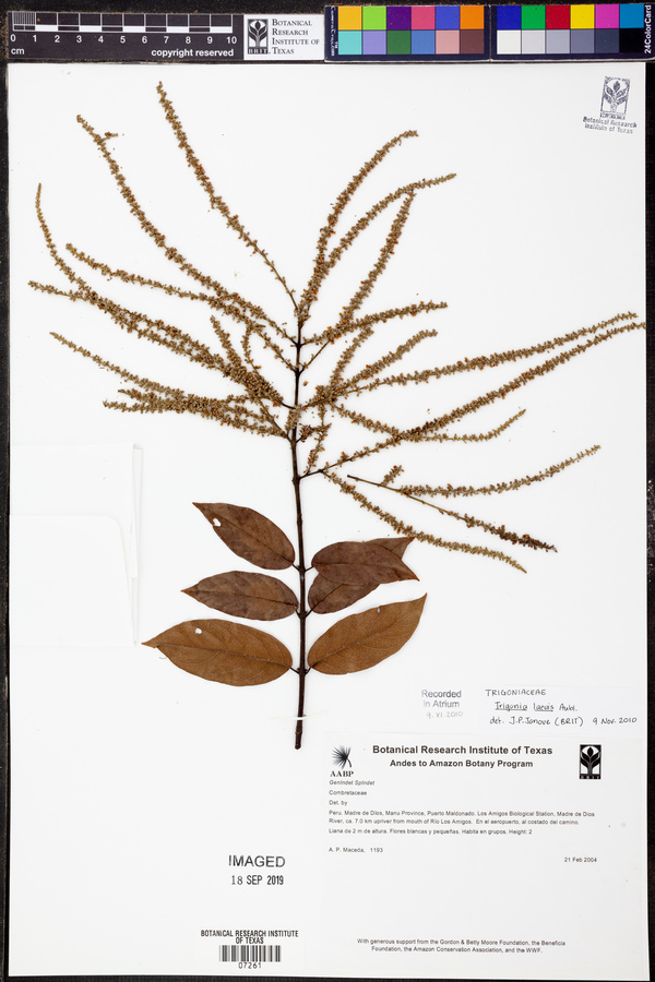 Trigonia laevis image