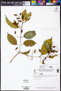 Combretum paraguariense image