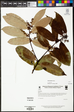 Ilex laureola image