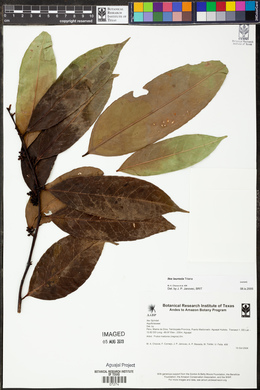 Ilex laureola image