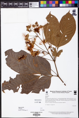 Inga punctata image