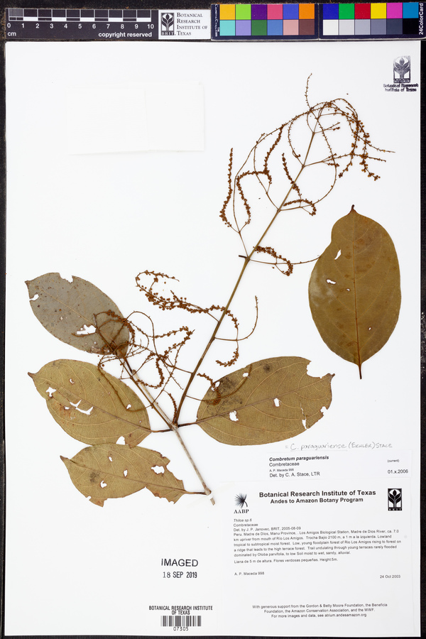 Combretum paraguariense image