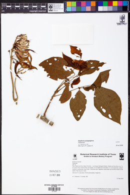 Erythrina poeppigiana image