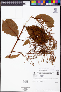 Combretum mellifluum image