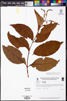Combretum mellifluum image