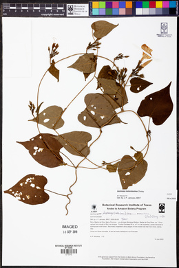 Ipomoea ramosissima image