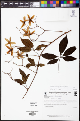 Merremia macrocalyx image