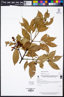 Symphonia globulifera image