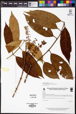 Marila laxiflora image