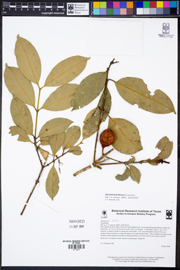 Garcinia brasiliensis image