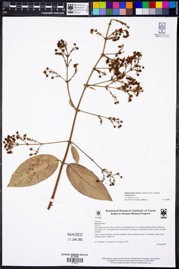 Niedenzuella stannea image