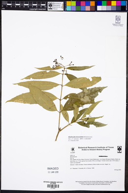 Mollinedia lanceolata image