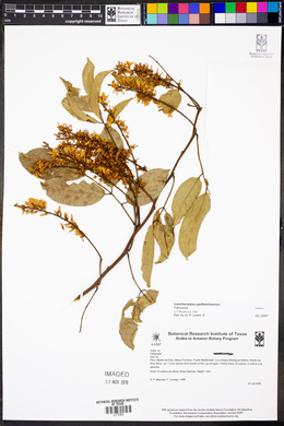 Lonchocarpus guillemineanus image