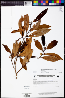 Brosimum lactescens image