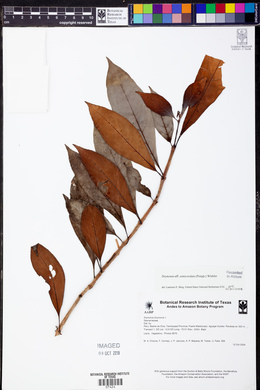 Drymonia semicordata image