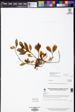 Codonanthe uleana image