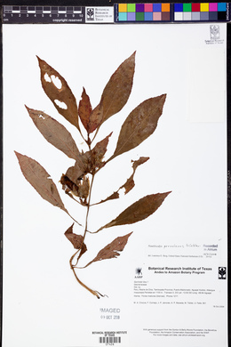 Nautilocalyx peruvianus image