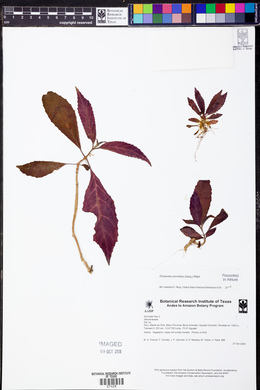 Drymonia serrulata image