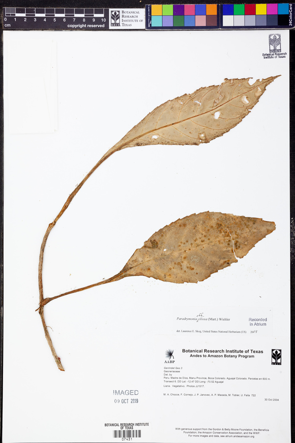 Paradrymonia ciliosa image