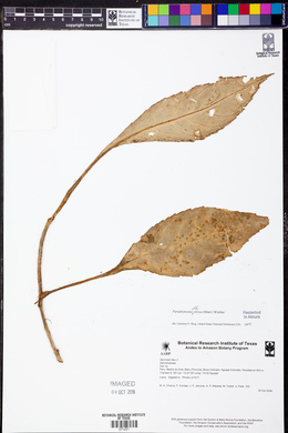 Paradrymonia ciliosa image