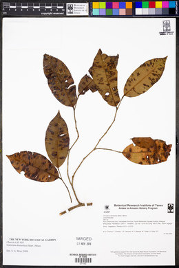 Media resource of Cariniana domestica