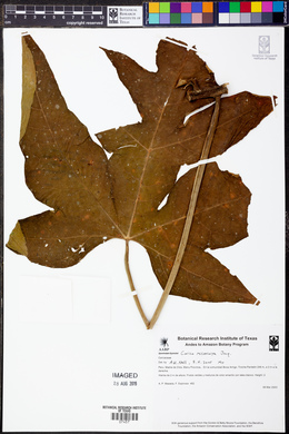 Carica microcarpa image