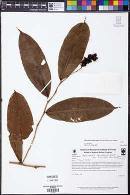 Heteropsis spruceana image