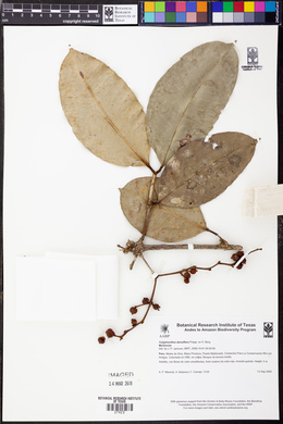 Calyptranthes densiflora image