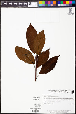 Tournefortia maculata image