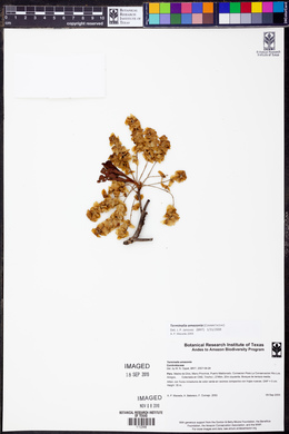 Terminalia amazonia image