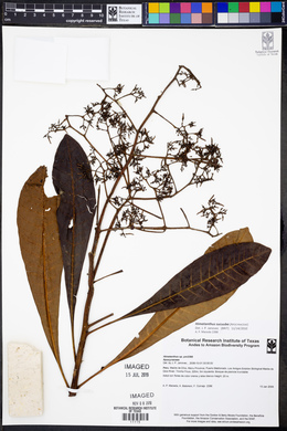 Himatanthus sucuuba image
