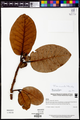 Ficus crocata image