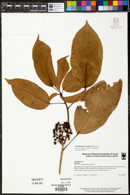 Dendropanax cuneatus image