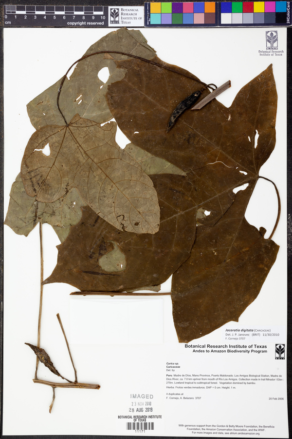 Jacaratia digitata image