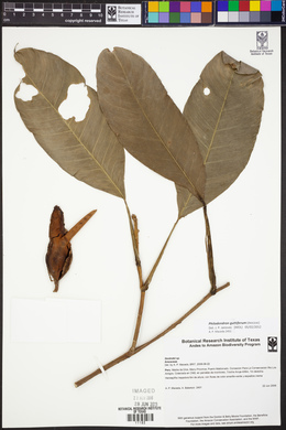 Philodendron guttiferum image