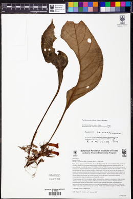 Paradrymonia ciliosa image