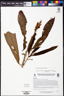 Columnea sanguinea image