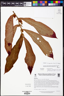 Columnea sanguinea image