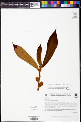 Columnea sanguinea image