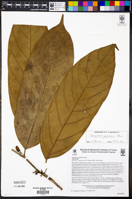 Discophora guianensis image