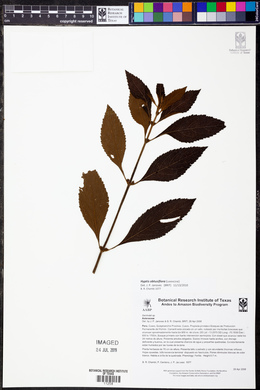 Hyptis obtusiflora image