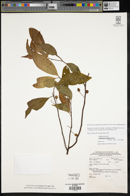 Symplocos ophirensis subsp. cumingiana image