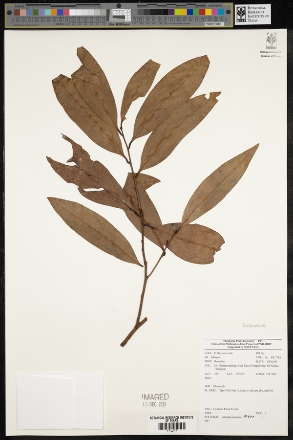 Atalantia paniculata image