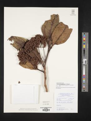 Image of Astronia katangladensis