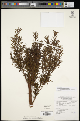 Leptospermum javanicum image